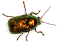 Cryptocephalus aureolus